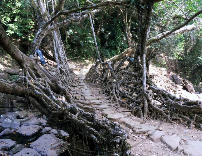 Root Bridge