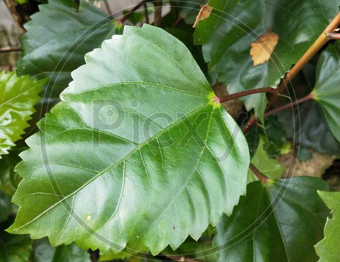 Hibiscus leaf with green background