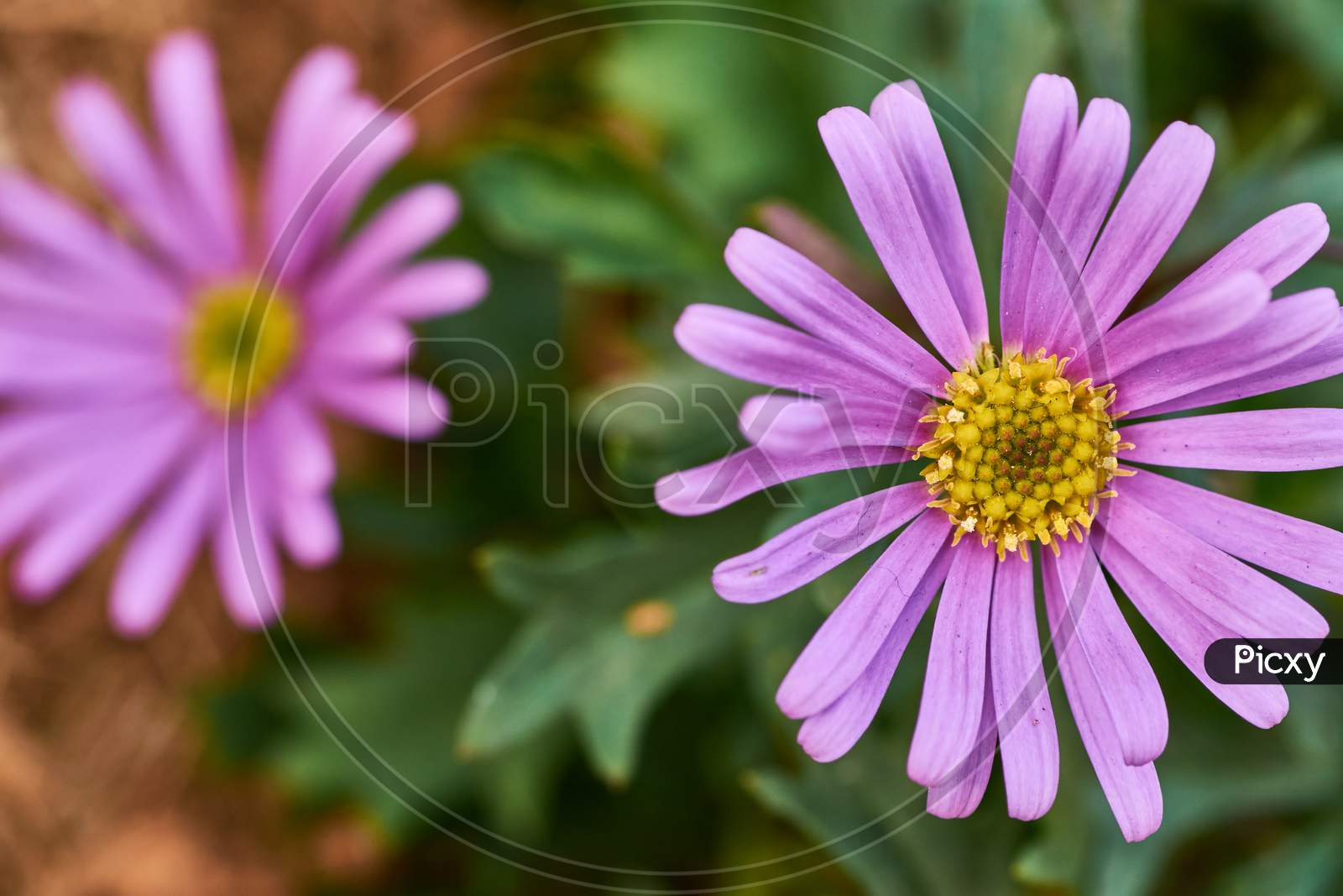 A Closeup Shot Of A Beautiful Purple Aster Flower In A Garden