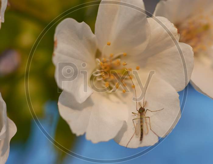 Closeup Shot Of A Dragonfly On A Cherry Blossom Flower