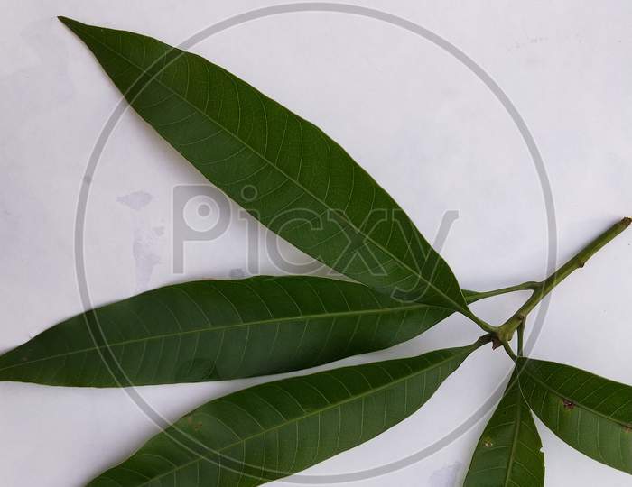 Mango leaves with white background