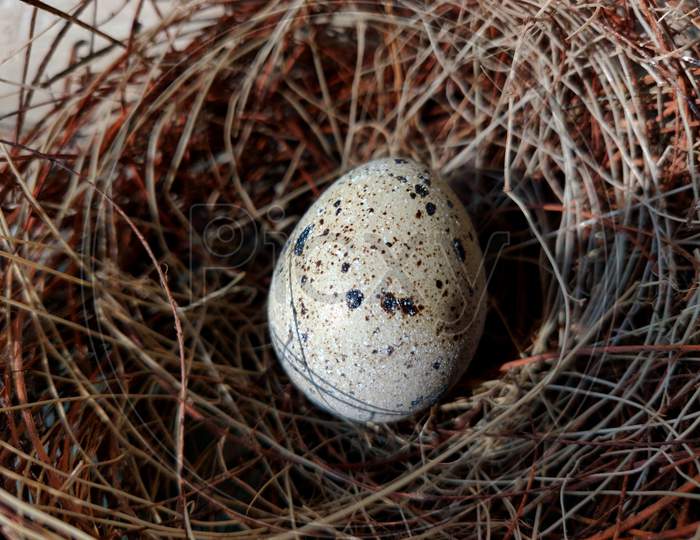 Common Quail Bird Egg Inside A Nest, Quail Eggs Are Considered A Delicacy In Many Parts Of The World