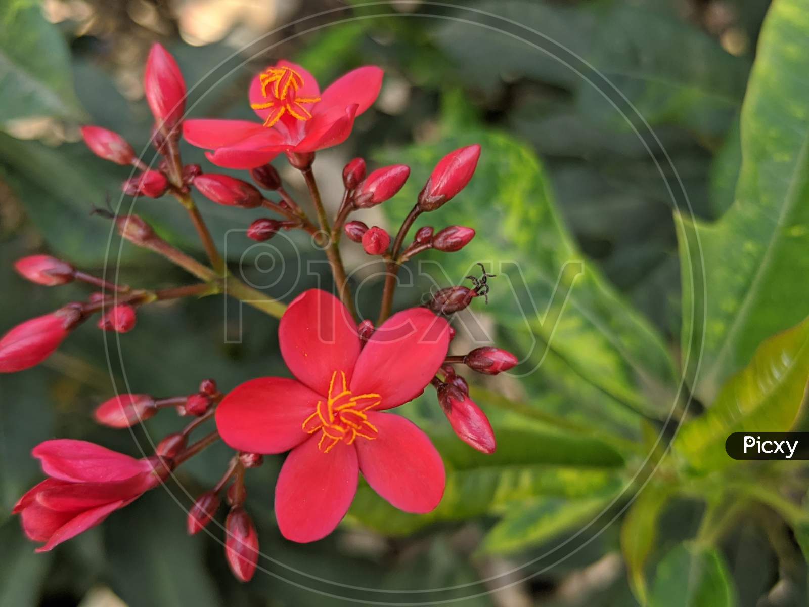 Five petal red flower in garden.