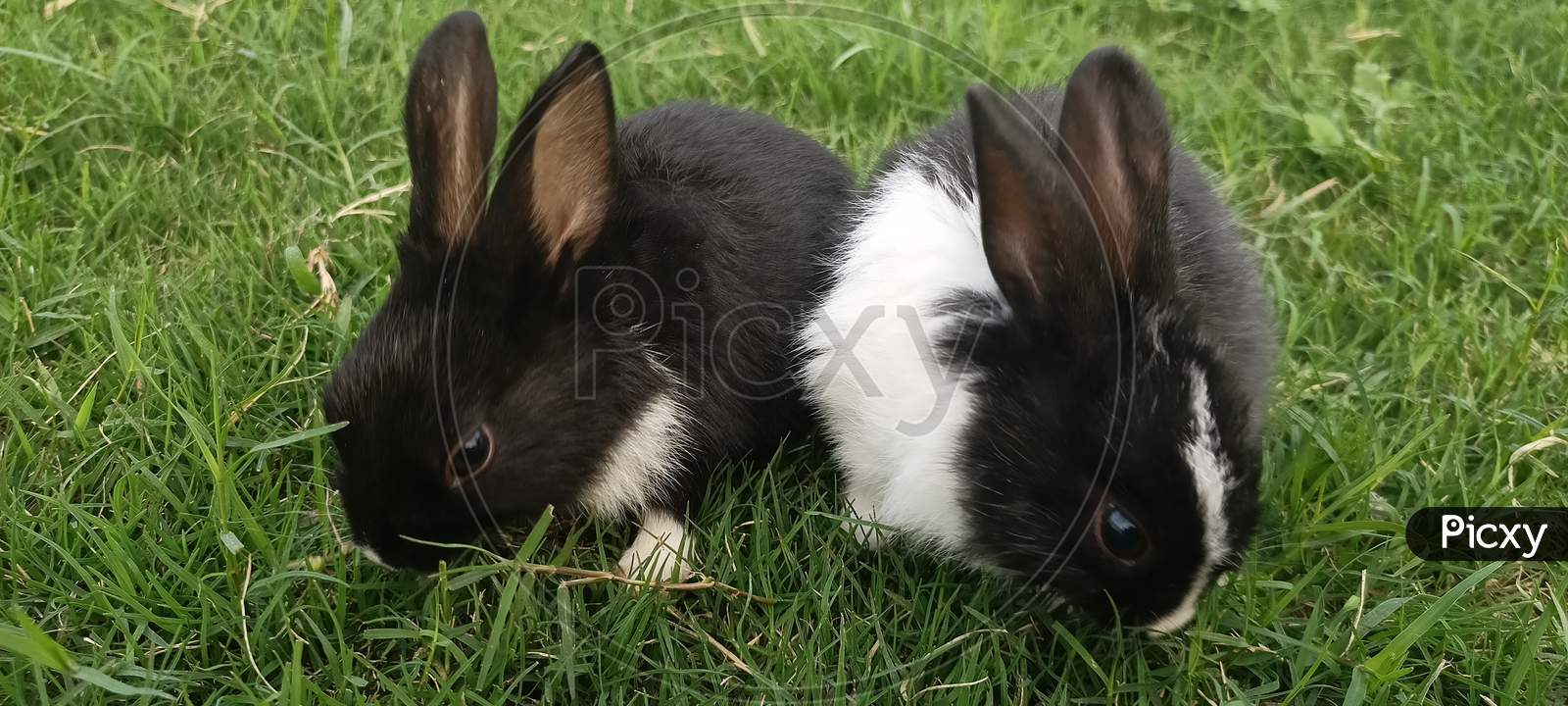 Two domestic indian rabbits of black and white colour eating grass