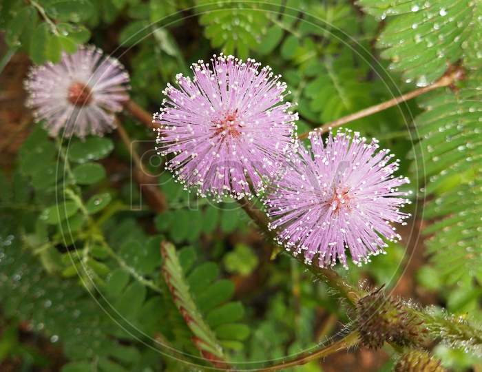 Mimosa pudica or touch me not flower with water drops