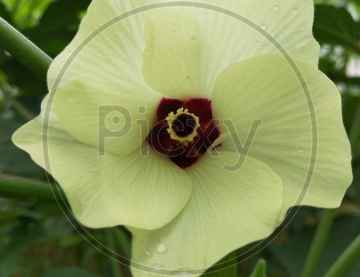 Close up view of vegetable (ladies finger) flower