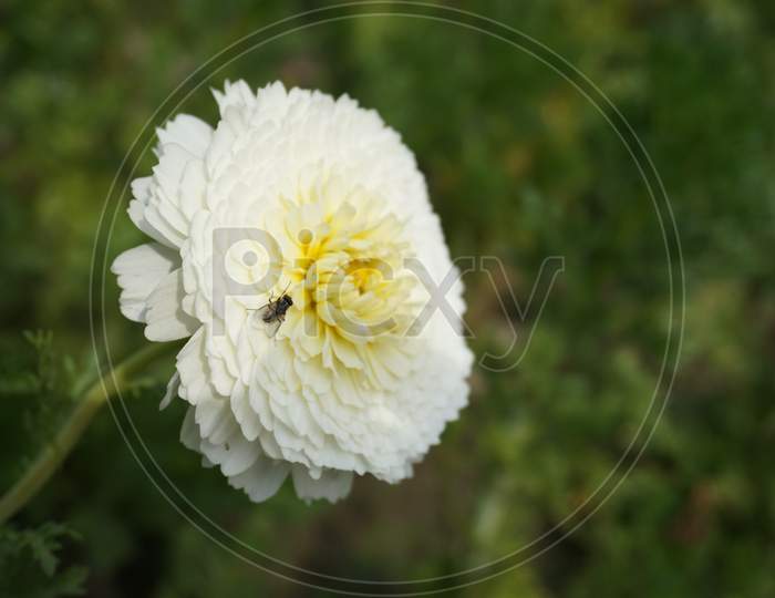 flower close up photo