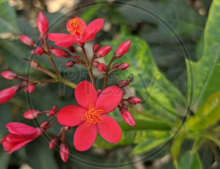 Five petal red flower in garden.