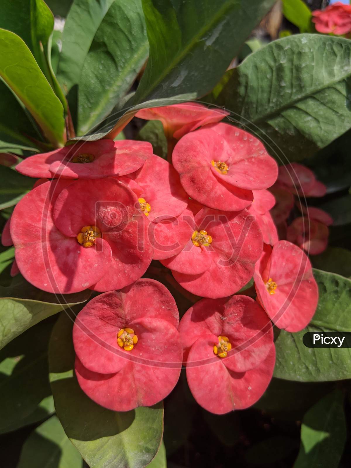 Red flower with two petals. Euphorbia millii. Crown of thorns plant.