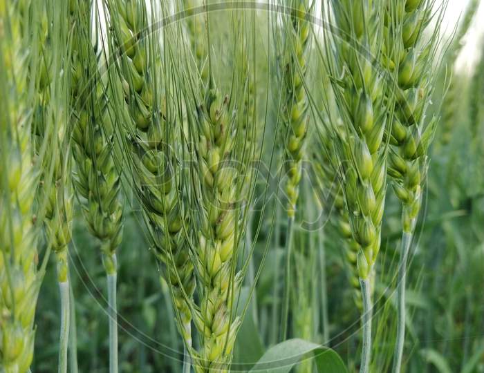 Wheat 🌾 image