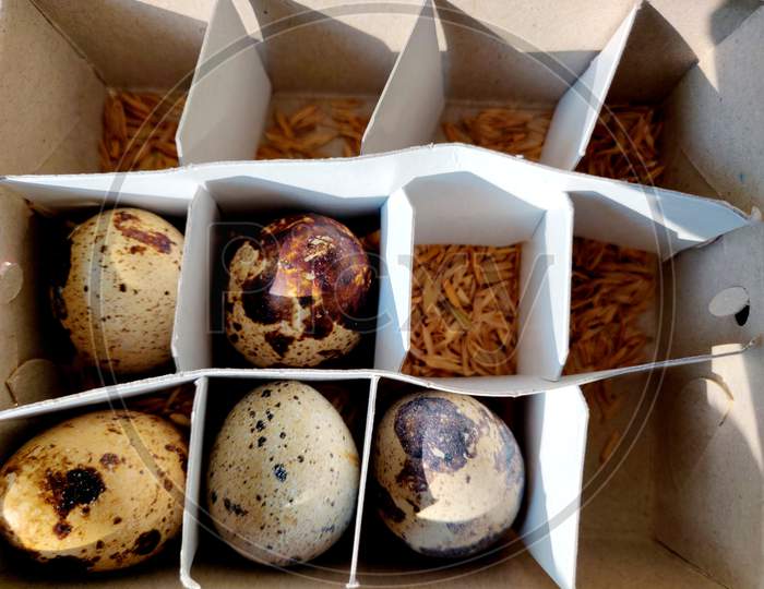 Common Quail Bird Eggs Inside A Box, Quail Eggs Are Considered A Delicacy In Many Parts Of The World