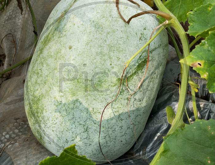 A big ash gourd with green background