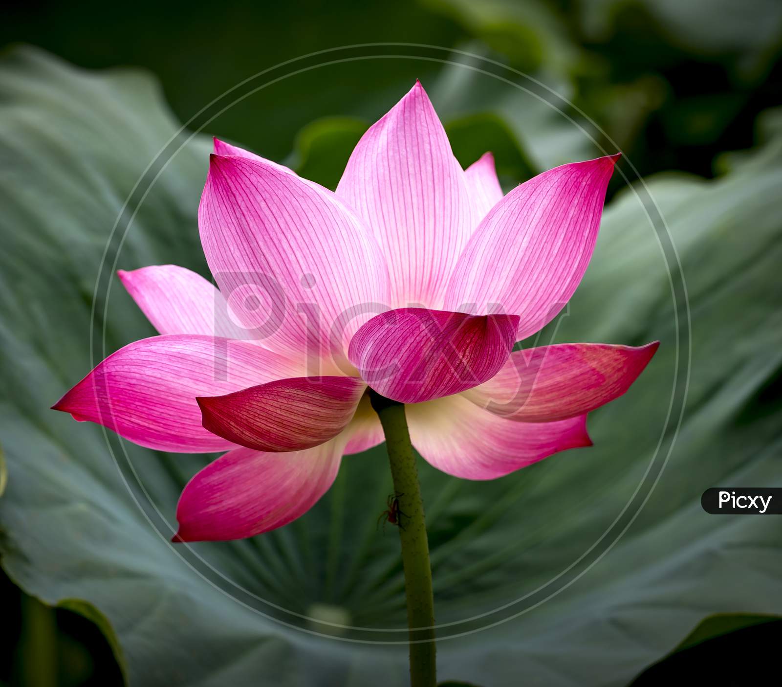 flowering lotus