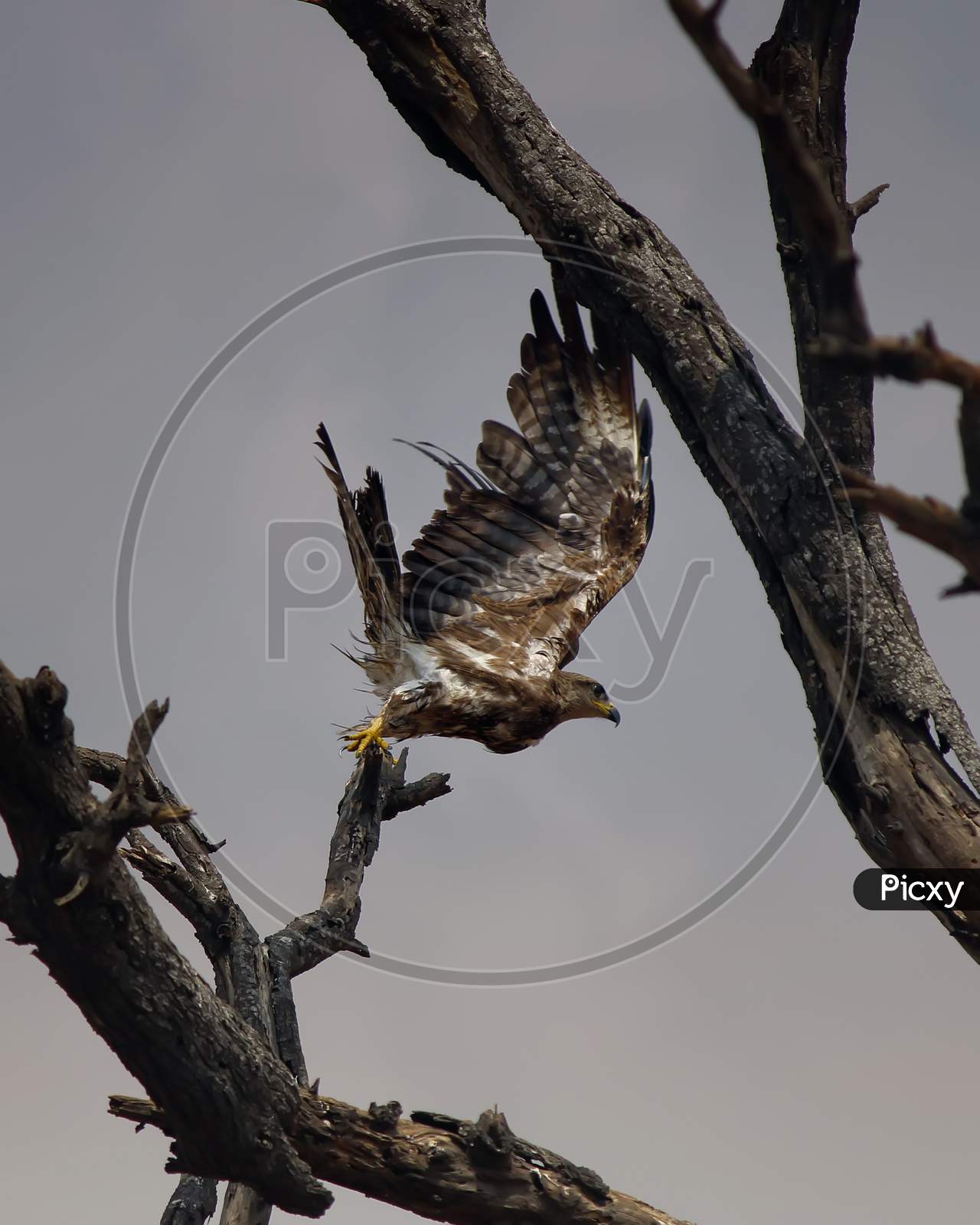 Vertical shot of an eagle flying