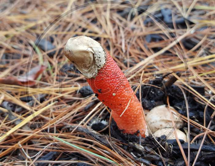 Penis Mushroom And Mulch