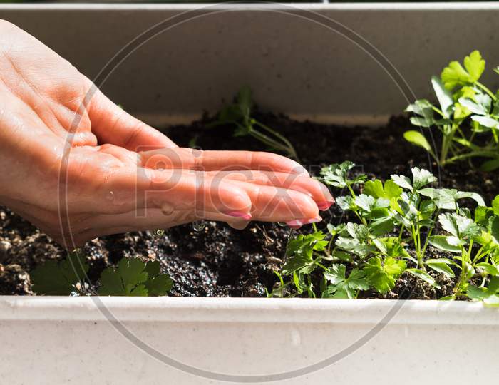Woman'S Hand Watering Young Plant Of Parsley For Growing