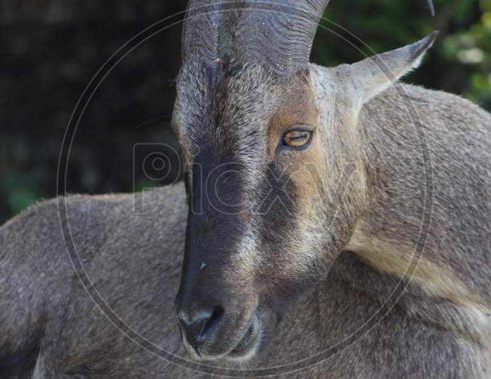 Vertical shot of a Himalayan tar goat