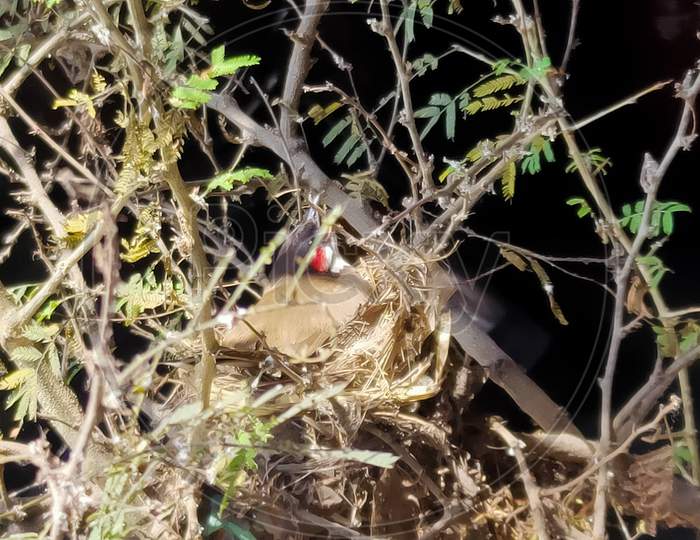 Bird Nest with egg and bird