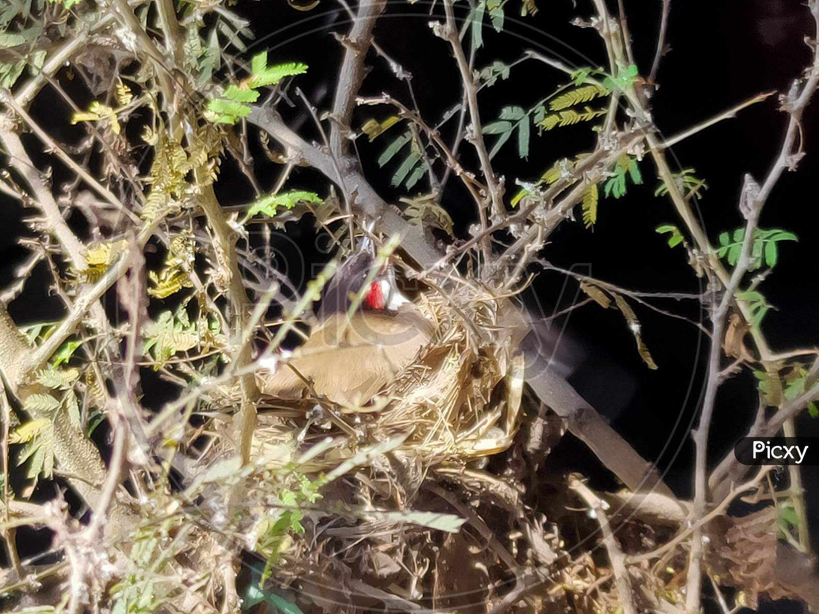 Bird Nest with egg and bird