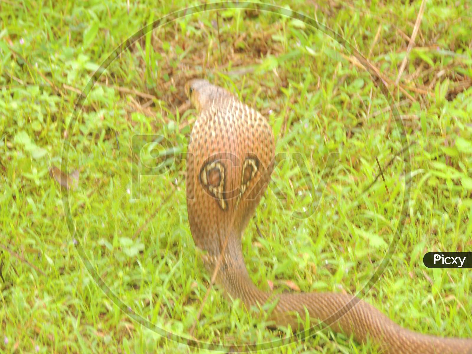 Spectacle cobra