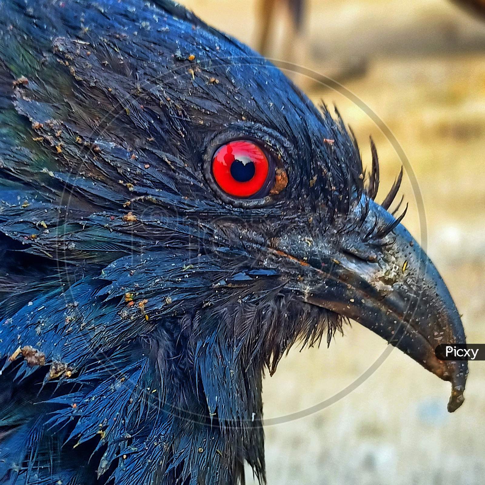 Pheasant crow with a red eye