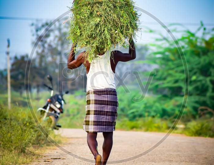 Indian farmer carrying grass on his head