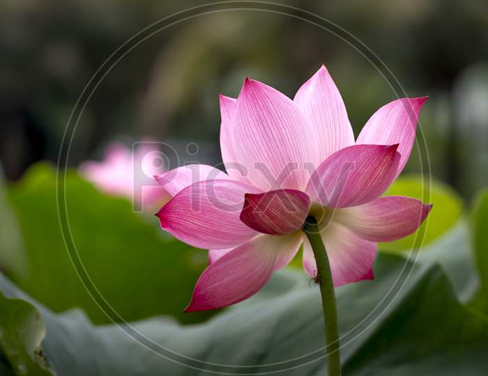 flowering lotus