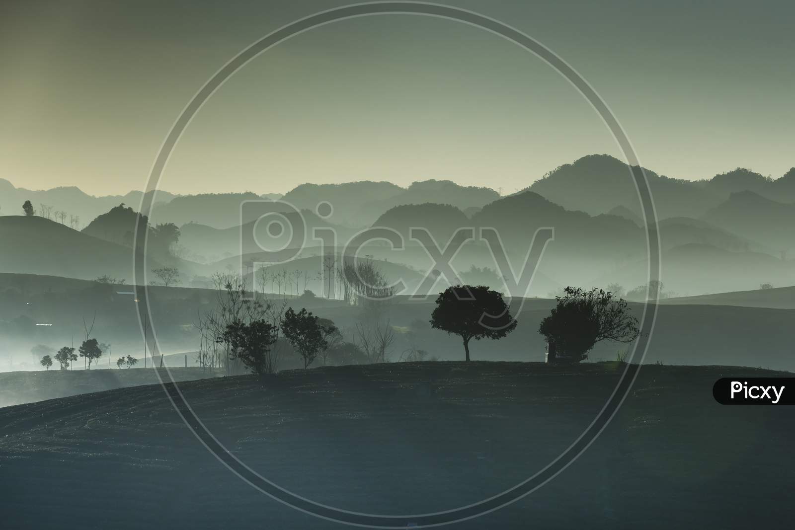 Fanciful dawn with early morning dew on tea plantations