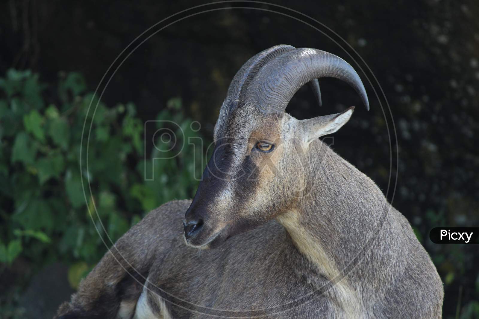 Selective focus shot of a Himalayan tar goat
