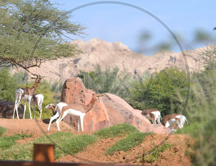 Antelopes