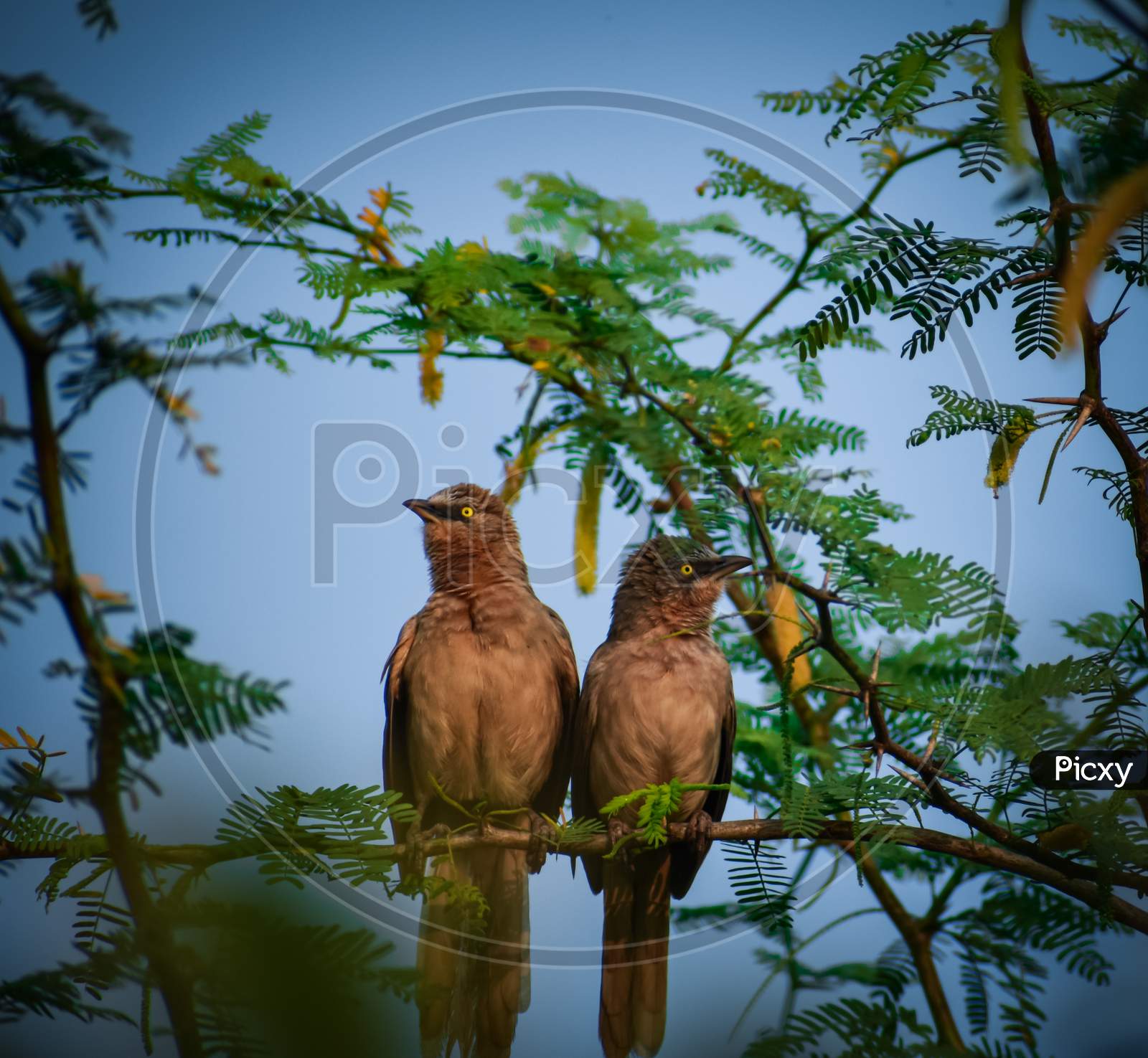 Picture of a birds pair
