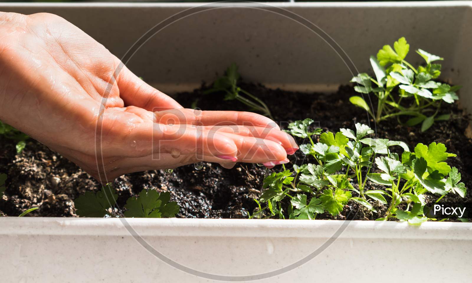 Woman'S Hand Watering Young Plant Of Parsley For Growing