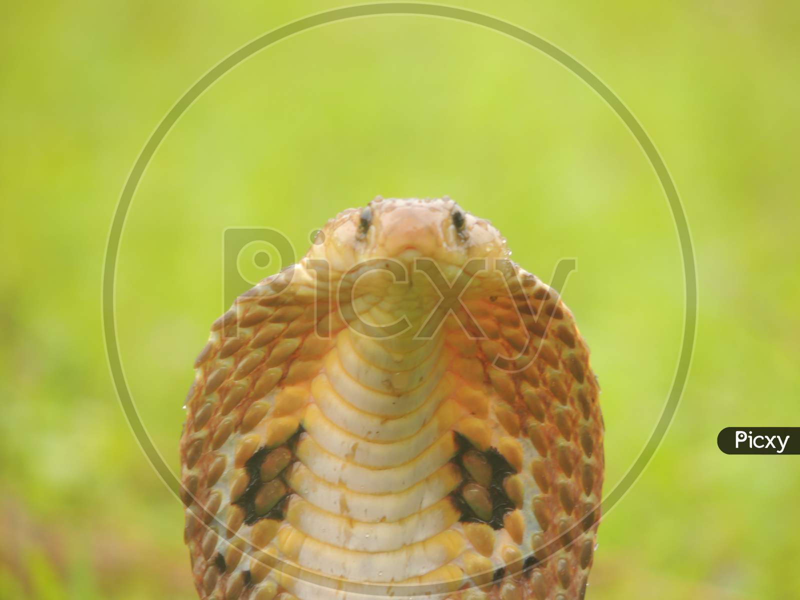 Spectacled Cobra