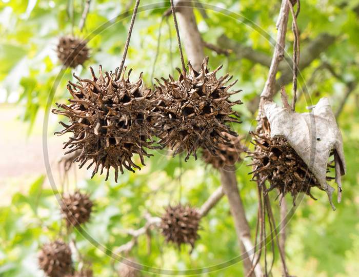 Sweet Gum Tree Seed Pods