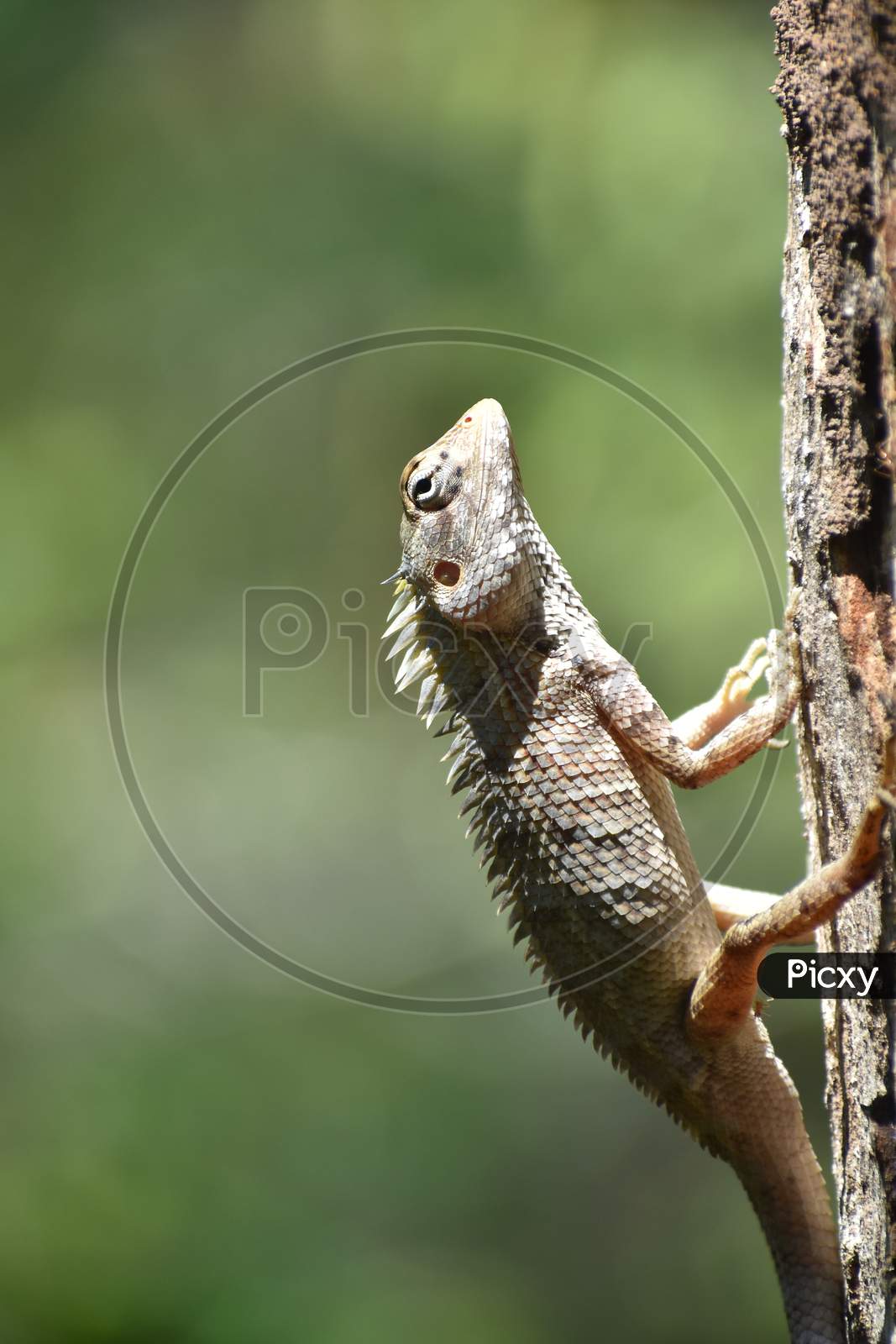 Oriental Garden lizard (Calotes versicolor) on a tree