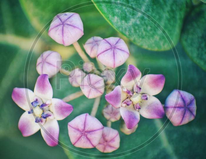 Bunch of Violet calotropis flowers