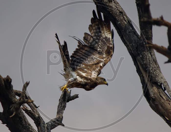 Vertical shot of an eagle flying