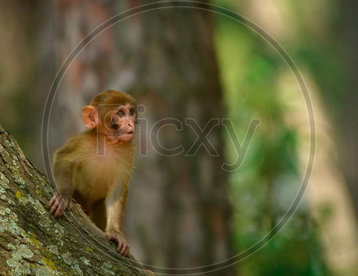 Rhesus macaque baby