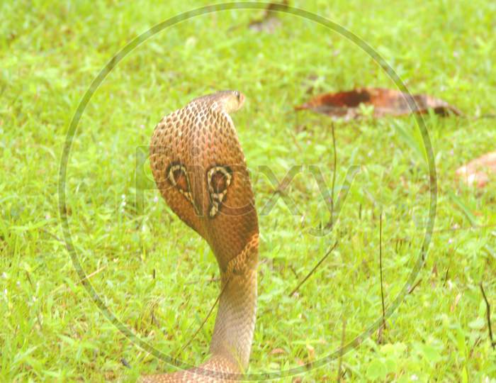 Spectacle cobra