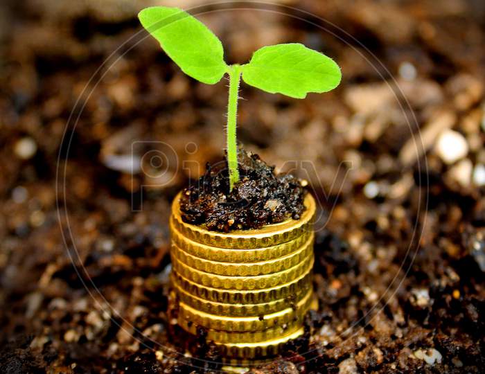 Money Growth Concept - Coins In The Soil With Young Plant