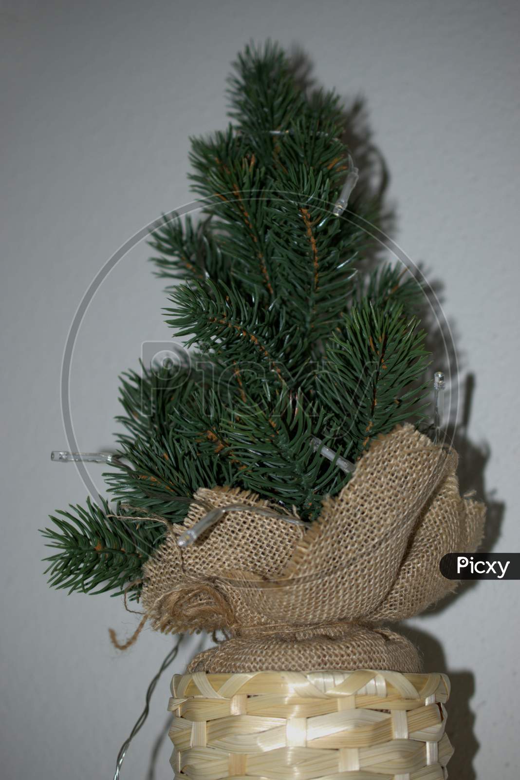 Little Green Fir Tree For Christmas Decoration 21.12.2020