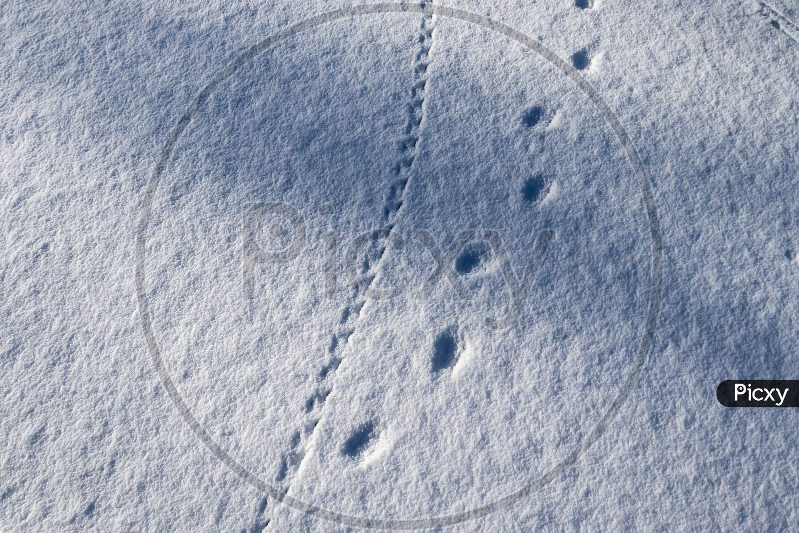 Footprints Of Animals And Birds In Fresh White Snow In Winter