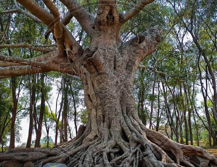 Banyan tree root appears out of Earth