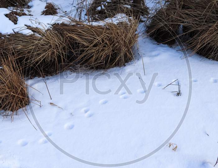 Footprints Of Animals And Birds In Fresh White Snow In Winter