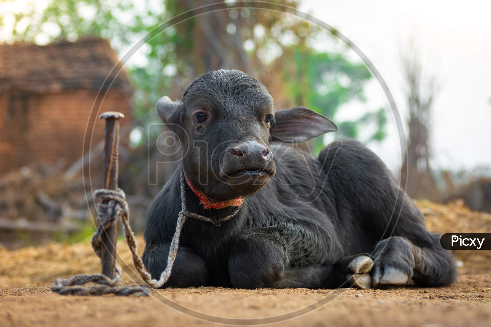 Baby buffalo in rural village