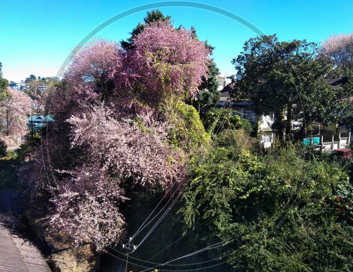 Lachumiere cherry Blossom, Shillong