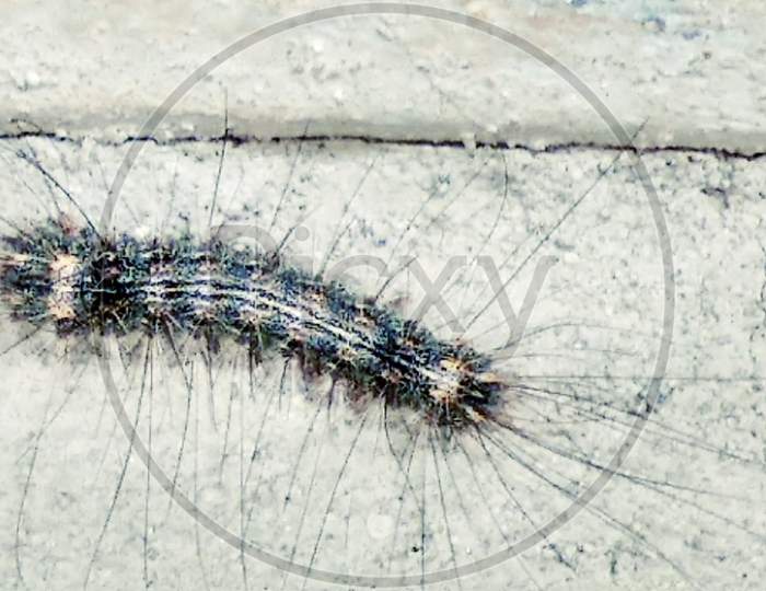 Insect larva image