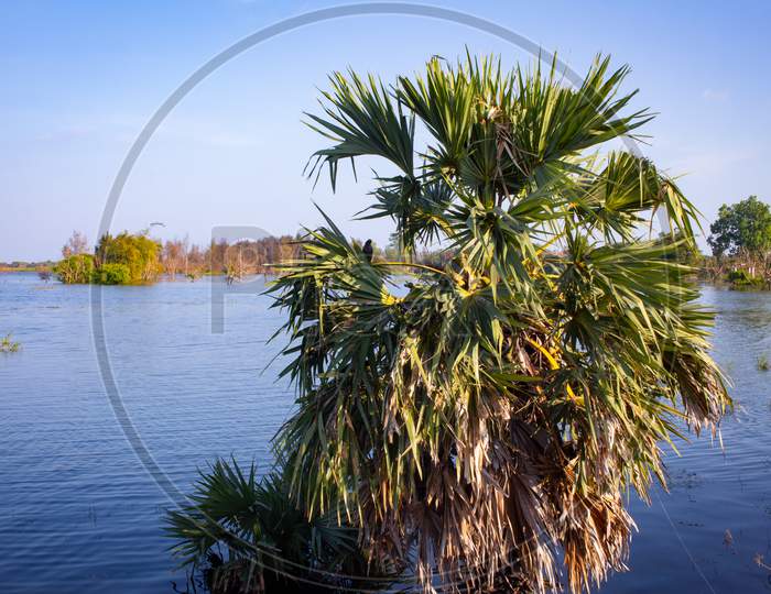 View Of Palmyra Palm Trees Half Submerged With Water Of Palar River, Tamil Nadu, India.