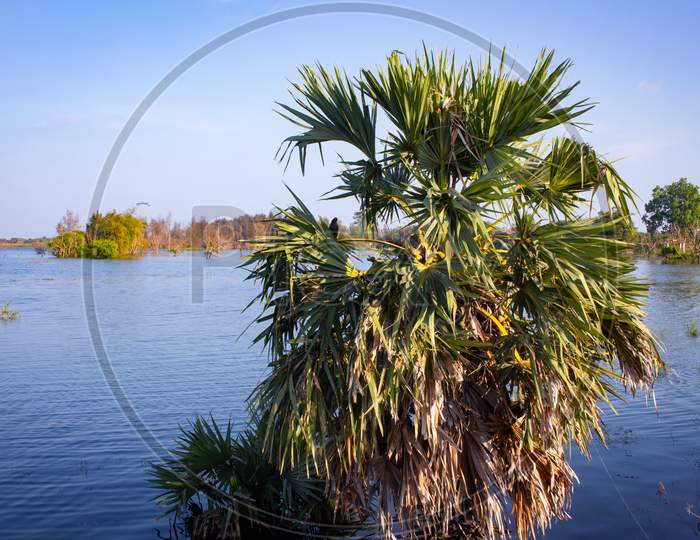 Image Of Palmyra Palm Tree With Blue Sky Background In Mahabalipuram