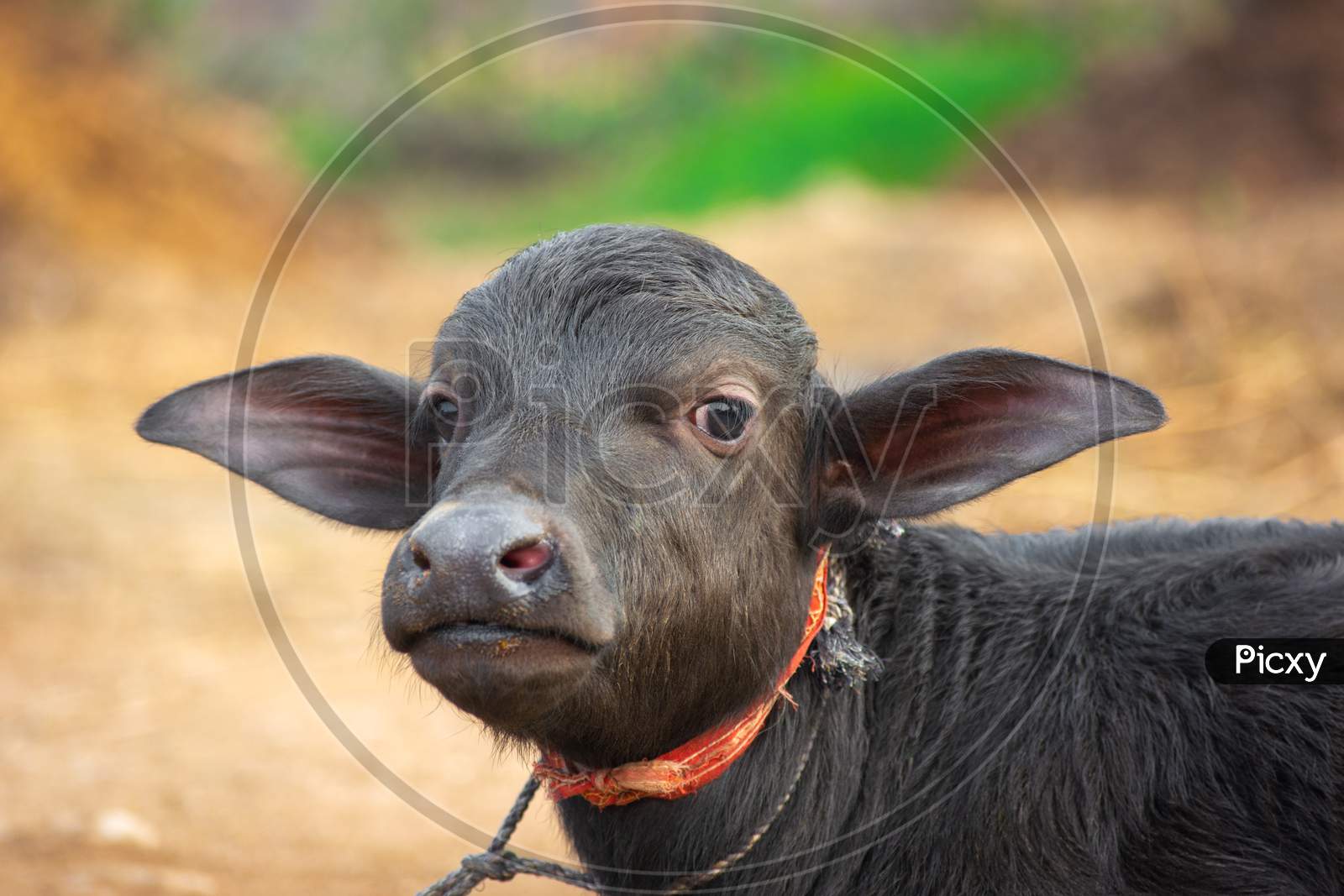 Baby buffalo in rural village